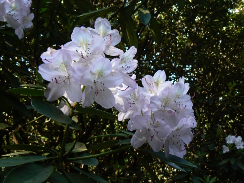 Květy rododendronu zblízka