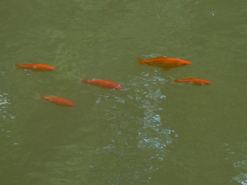 Oranžové rybičky