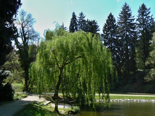 Star vrba nad vodou co v hladin se zhl