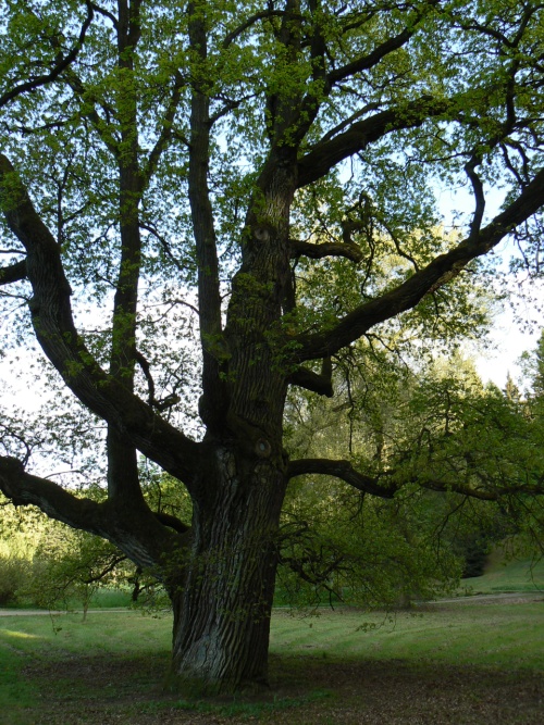 Jeden z mnoha krsnch starch strom