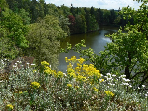 Pohled na Bon pes kvetouc taici