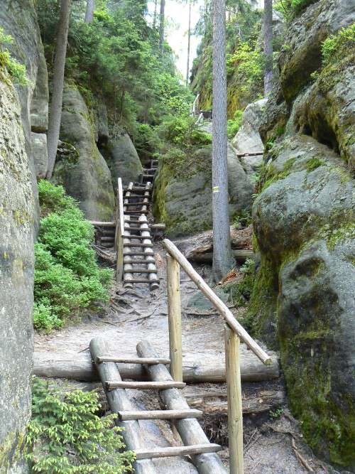 Devn ebky postrann rokl