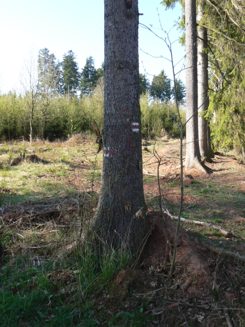 Zbytek znaky na konci lesa