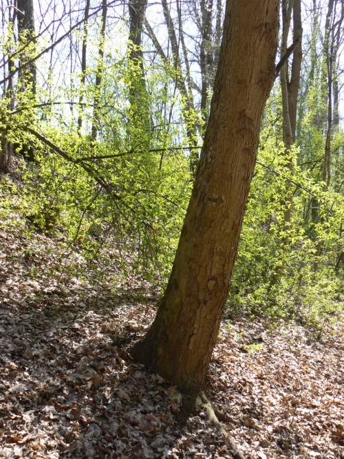 Zbytek zruen modr znaky u odboky ze silniky na lesn cestu