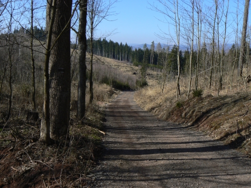 Zpevnn lesn cesta nad firmou Avon