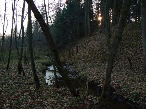 Potok Bl uprosted listopadovho lesa