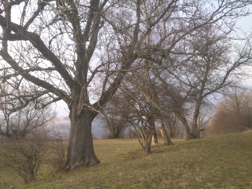 Stromy na okraji dvnho pole