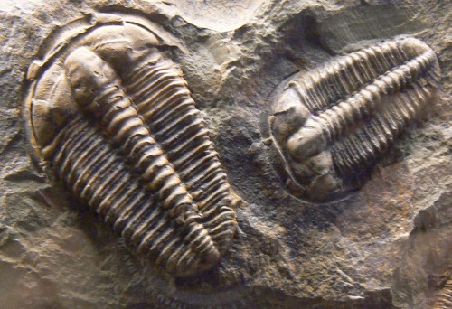 Trilobit PTYCHOPARIA STRIATA z Nrodnho muzea v Praze