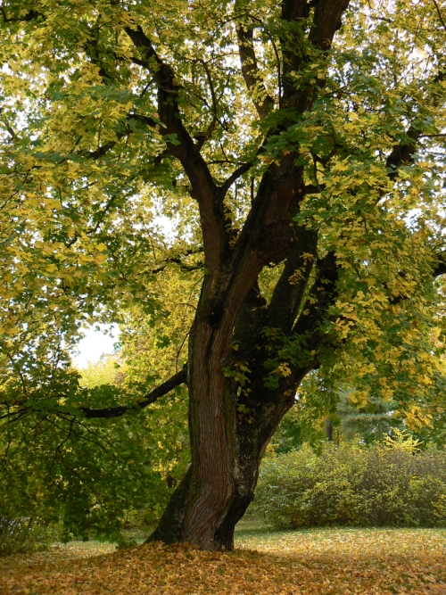 Star strom v anglickm parku